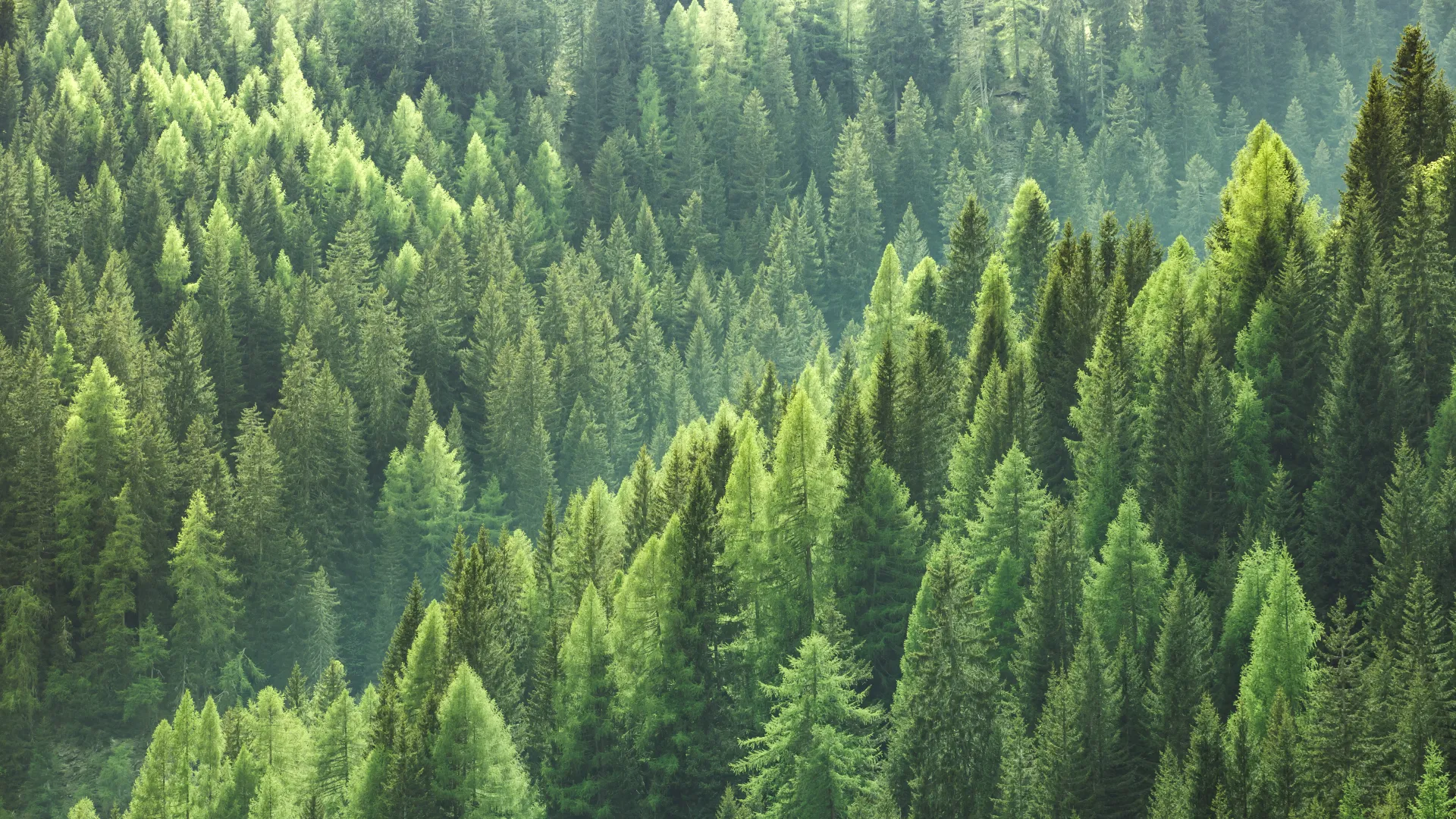 Gesunder Wald